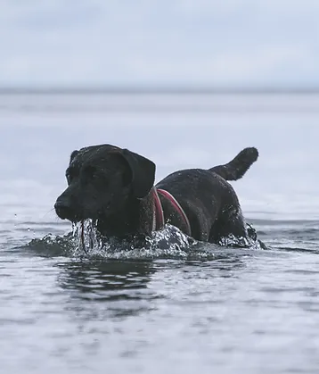 Black dog in the sea enjoying its self
