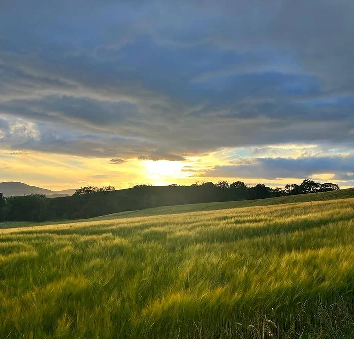 Beyond the walls of our serene lodge, a vast field of golden wheat sways gently in the breeze, painting the landscape with hues of amber and gold. Against the backdrop of majestic hills, this tranquil scene exudes a timeless charm, inviting contemplation and serenity. In the distance, the undulating contours of the hills stand as silent sentinels, guarding the quiet beauty of the countryside. As sunlight dances across the fields, casting long shadows and illuminating the rolling landscape, it's a reminder of the simple yet profound beauty that surrounds us.