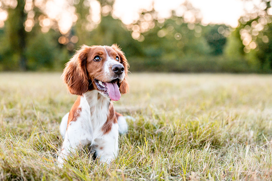 Springer spaniel outside enjoying the summer weather