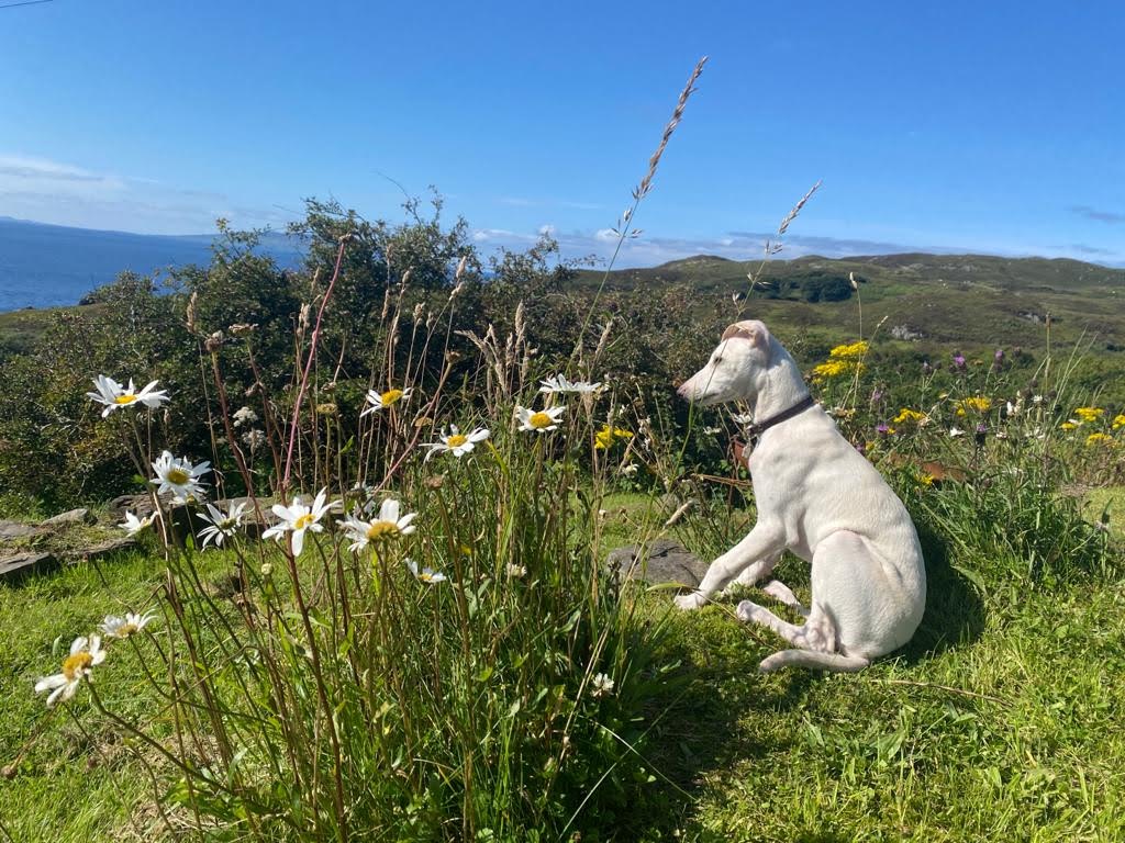 Larry the dog looking over to the sea!