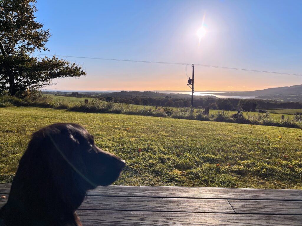 Dog looking out of Ocean Drive