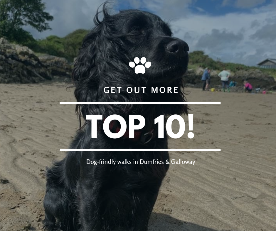 A black spaniel dog sitting on a sandy beach in Dumfries and Galloway, with a blue sky and people in the background. Promoting the top 10 dog-friendly walks in the region.